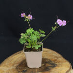 Geranium x cantabrigiense Cambridge