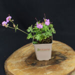 Geranium x cantabrigiense Cambridge