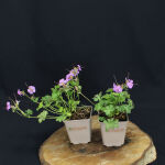 Geranium x cantabrigiense Cambridge