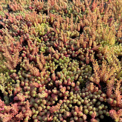 Sedum pallidum var. bithynicum