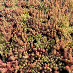 Sedum pallidum var. bithynicum