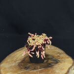 Sedum pallidum var. bithynicum