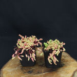 Sedum pallidum var. bithynicum
