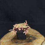 Sedum pallidum var. bithynicum