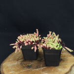 Sedum pallidum var. bithynicum