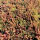 Sedum pallidum var. bithynicum