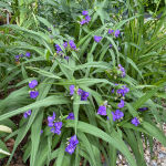 Tradescantia andersoniana Zwanenburg Blue