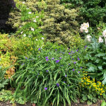 Tradescantia andersoniana Zwanenburg Blue