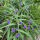 Tradescantia andersoniana Zwanenburg Blue