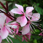 Gaura lindheimeri ‘Siskyou Pink’