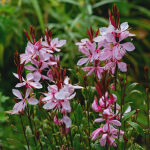 Gaura lindheimeri ‘Siskyou Pink’