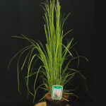 Cortaderia Selloana Rosea / Pampasgras rosa c2