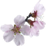 Prunus dulcis/Mandelbaum