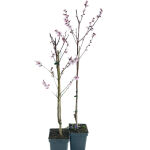 Prunus dulcis/Mandelbaum