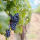 Vitis vin. Boskoop Glory / rote Weinrebe Boskoop Glory