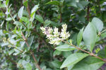 Ligustrum Ovalifolium