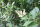 Ligustrum Ovalifolium / Heckenelement Liguster 200cm