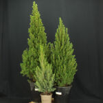 Picea Conica / Zuckerhutfichte in verschiedene Größen