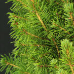 Picea Conica / Zuckerhutfichte 60 - 70 cm