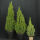 Picea Conica / Zuckerhutfichte 60 - 70 cm