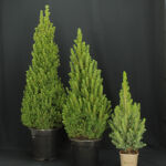 Picea Conica / Zuckerhutfichte 40 - 60 cm