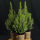 Picea Conica / Zuckerhutfichte in verschiedene Größen