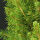 Picea Conica / Zuckerhutfichte 40 - 60 cm