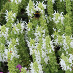 Pflanzset Lucky Bee I - 20 Pflanzen