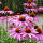 Pflanzset Lucky Bee II - 14 Pflanzen