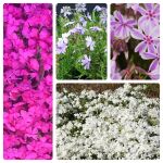 Pflanzset Phlox-Mix - 20 Pflanzen