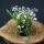 Pflanzset Phlox-Mix - 20 Pflanzen