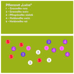 Pflanzset Luisa - 16 Pflanzen