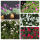 Pflanzset Luisa - 16 Pflanzen