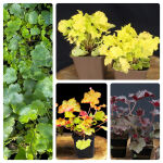 Pflanzset Heuchera ColorPower - 20 Pflanzen