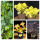 Pflanzset Heuchera ColorPower - 20 Pflanzen