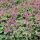 Pflanzset Geranium I - 20 Pflanzen