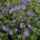 Pflanzset Geranium II - 20 Pflanzen