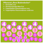 Pflanzset Rosa Bodendecker - 24 Pflanzen