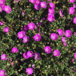 Pflanzset Rosa Bodendecker - 24 Pflanzen