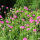 Pflanzset Rosa Bodendecker - 24 Pflanzen