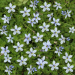 Pflanzset Bavaria Blue - 24 Pflanzen