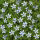 Pflanzset Bavaria Blue - 24 Pflanzen