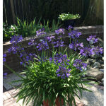 Agapanthus africanus blue c2-Topf