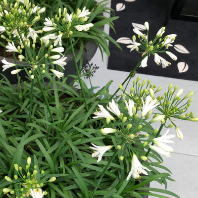 african lily white