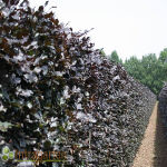 Fagus sylvatica Atropunicea in verschiedenen Größen