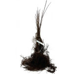 Liguster Atrovirens 40 - 60 cm WW