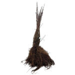 Liguster Lodense 30 - 50 cm Wurzel Ware