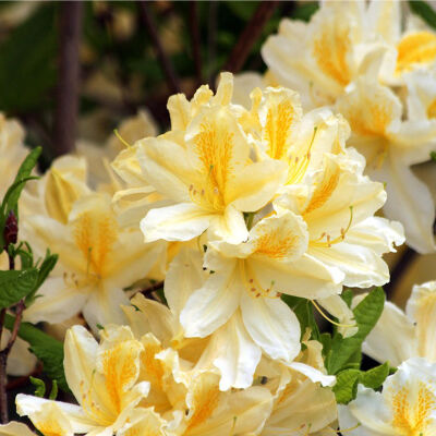 Tall Hybrid Rhododendron