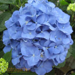 Bauernhortensie Nikko Blue 3 ltr. Topf