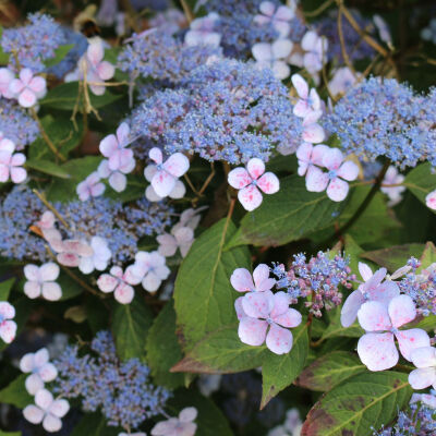 Tellerhortensie Mariesii 3 ltr. Topf